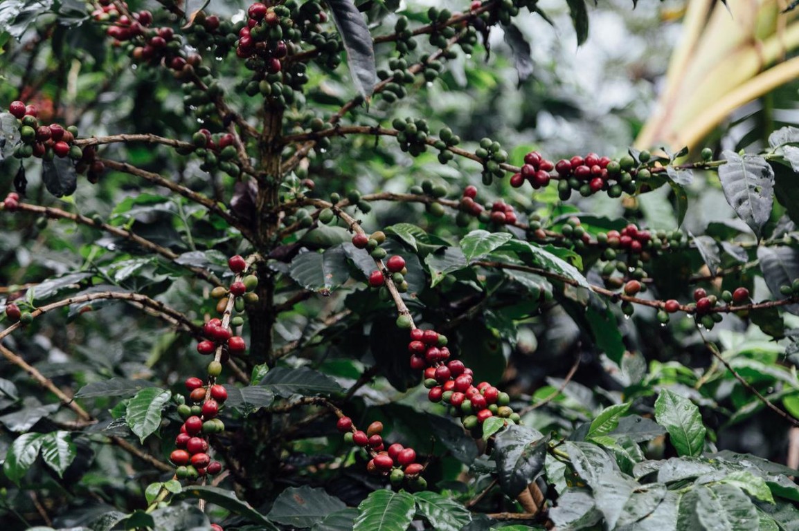 IMG-20250830-WA0037 (Mediana)